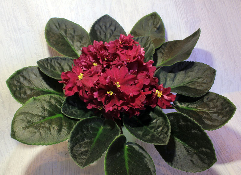 ЛЕ-Вега.jpg