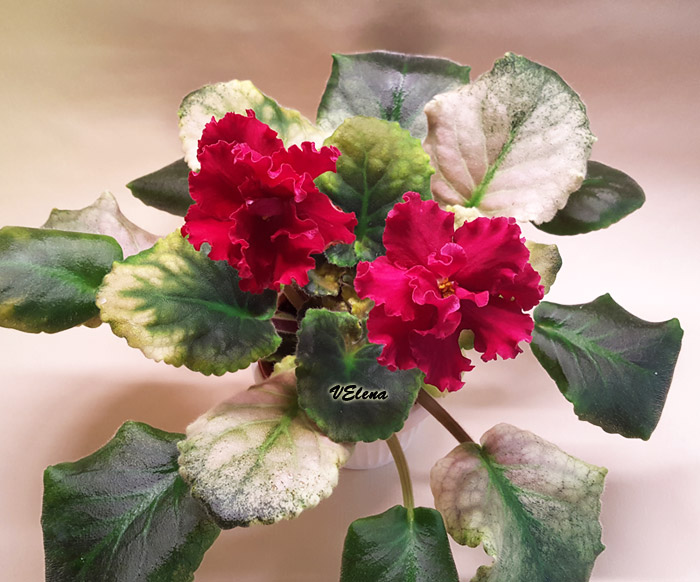 ек_кардинал.jpg
