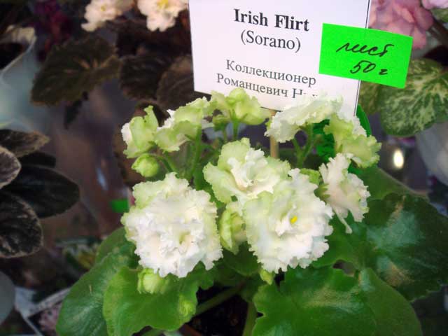Irish-Flirt.jpg