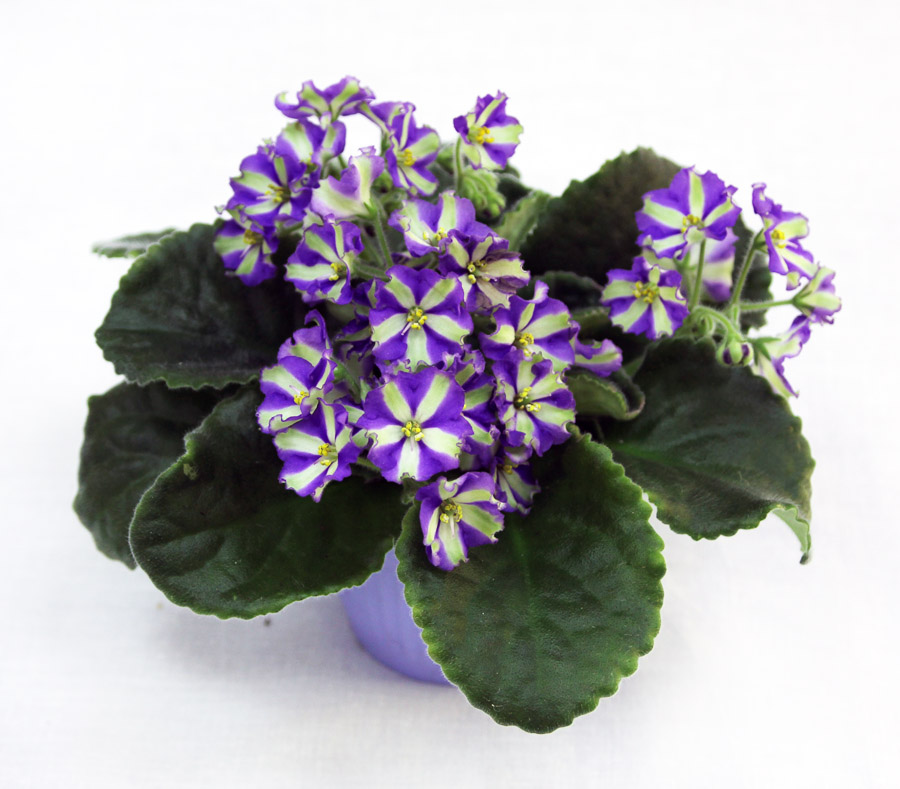 Yukako (U. Masahiro), кол. А. Патянина