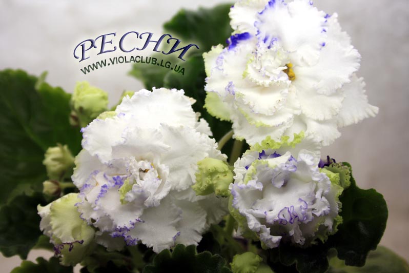 IMG_1181копирование.jpg
