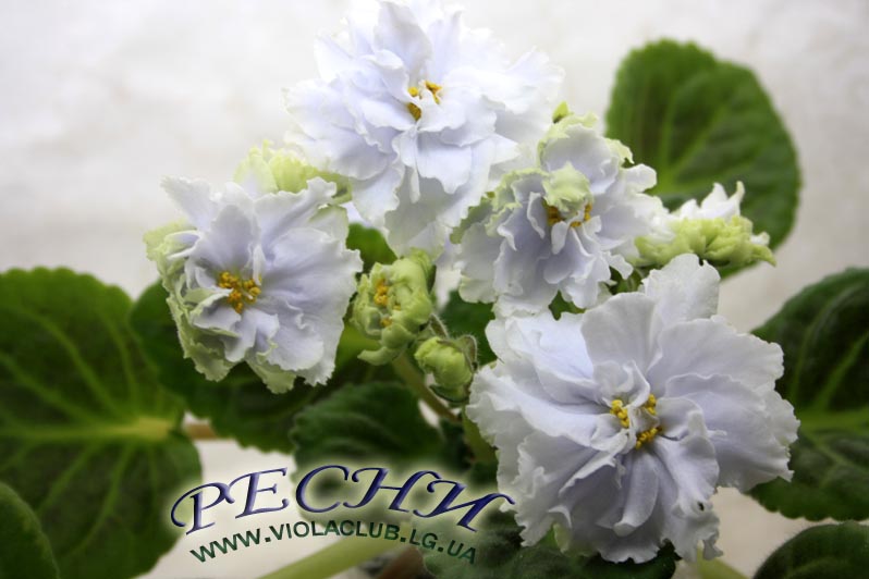 IMG_1204копирование.jpg