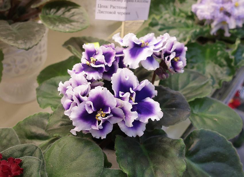 Dn-Royal-Blue---Киселева.jpg