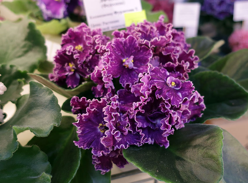 ВаТ-Пульсар---Фурлетова.jpg