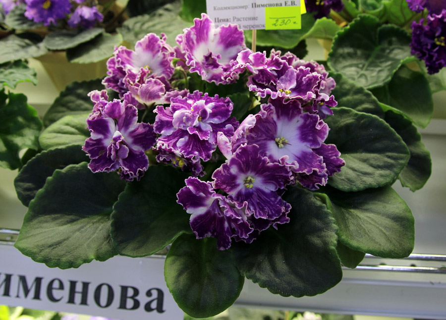ВаТ-Пульсар