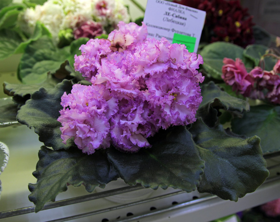 ЛЕ-Сабина