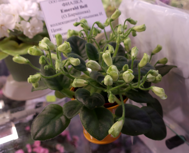 Emerald-Belle-(Конышева).jpg