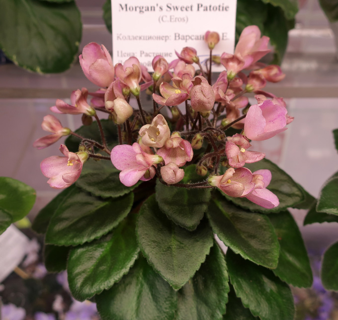 Morgan's-Sweet-Patotie-(Вар.jpg