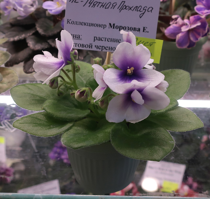 ЛЕ-Мятная-Прохлада-(Морозов.jpg