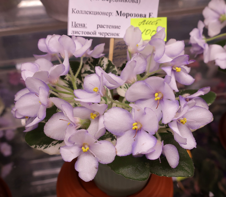 Н-Горный-Воздух-(Морозова).jpg