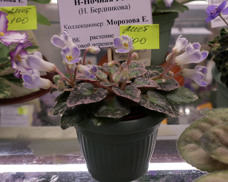 Н-Ночная-Роса-(Морозова).jpg