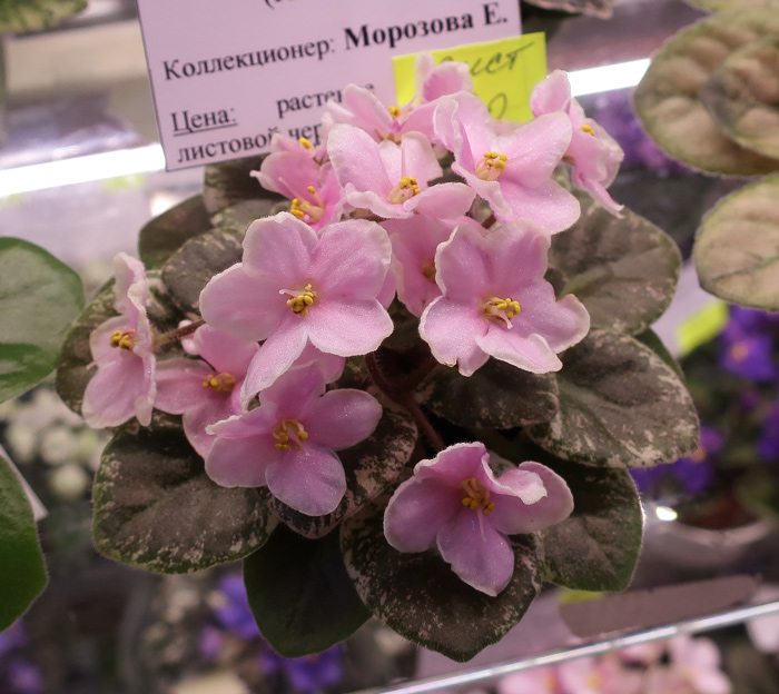 Rob's-Funny-Bunny-(Морозова.jpg