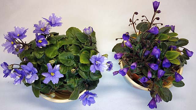 Трейлеры_Winding_Trail_и_Vallarta_Campanas_Moradas.jpg