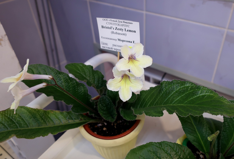 Bristol's-Zesty-Lemon-(Морозова).jpg