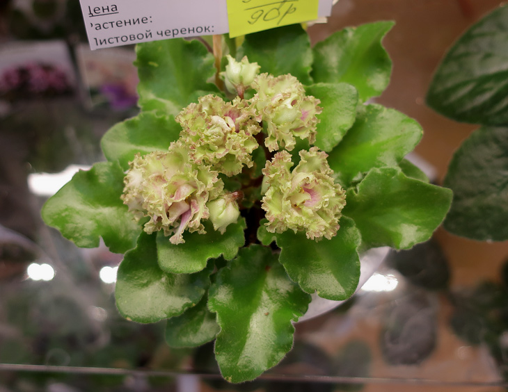 Allegro-Pink-Pistachio-(ДФ).jpg