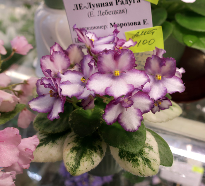 ЛЕ-Лунная-Радуга-(Морозова).jpg