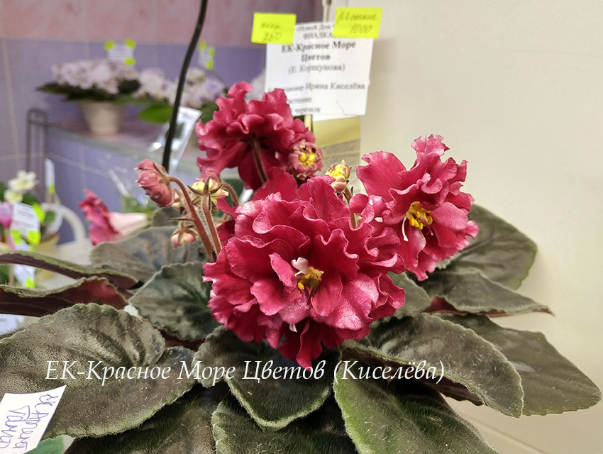 IMG_20191120_114727.jpg