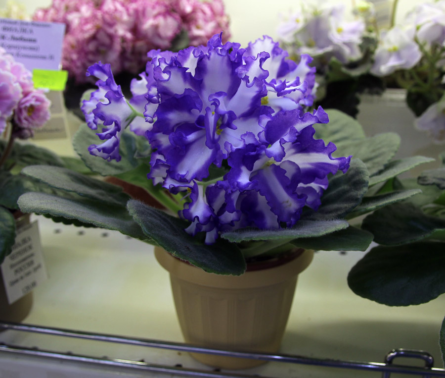 Jenny's Delight