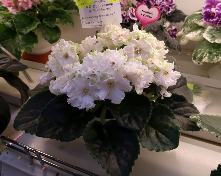 КО-Орловчанка-(Кочеткова).jpg