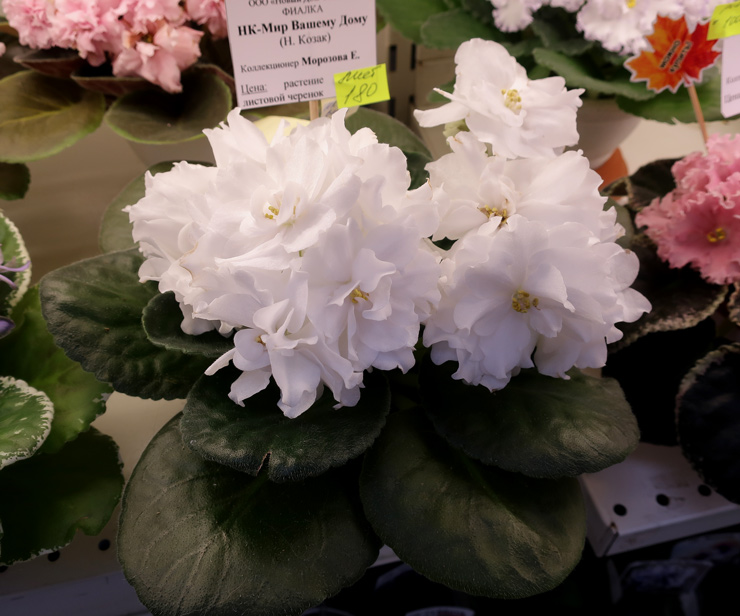 НК-Мир-Вашему-Дому-(Морозов.jpg