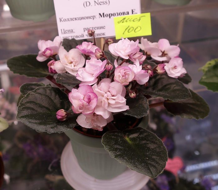 Ness'-Satin-Rose-(Морозова).jpg