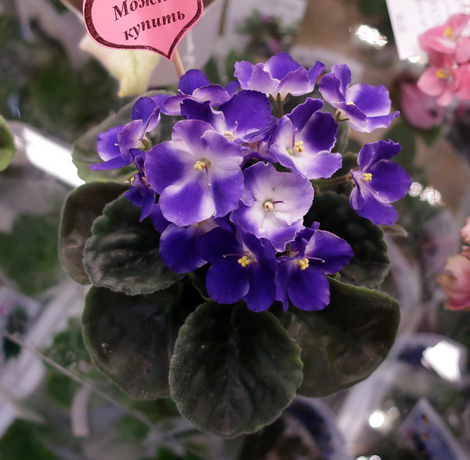 Ultraviolet-(Патянина).jpg