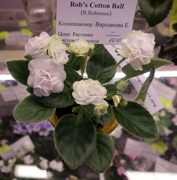 Rob's-Cotton-Ball-(Варсанов.jpg