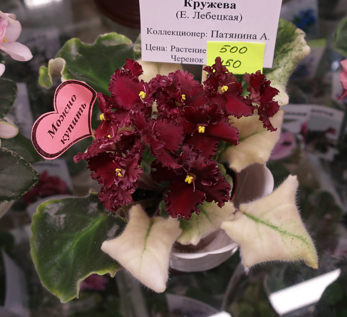 ЛЕ-Шелковые-Кружева-(Патянина).jpg