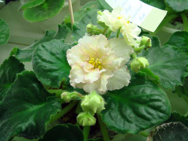 Sunkissed-Rose.jpg