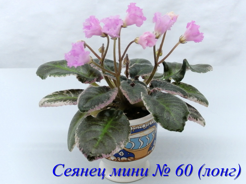 P8311425____.jpg