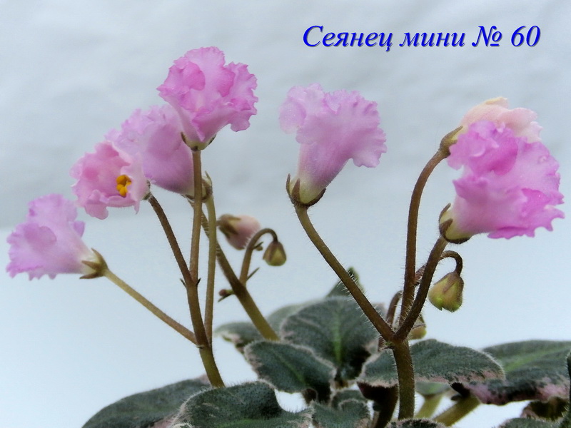 P8311432_____.jpg