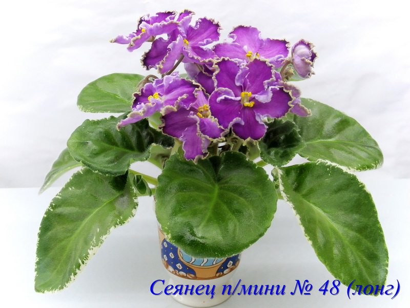P8311444____.jpg