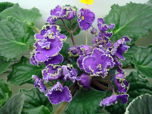 Emerald-Lace.jpg