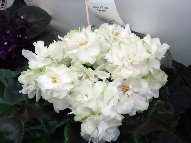 Spring-Rose.jpg