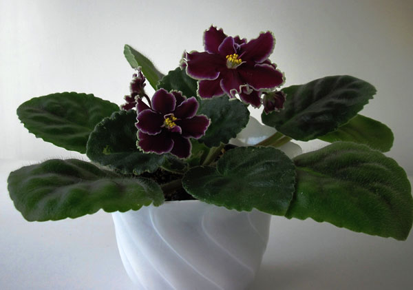 ЛЕ-Нуар1.jpg