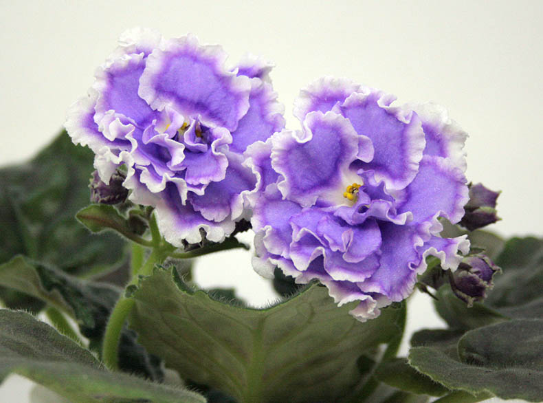 НК-Лилон_Лила.jpg