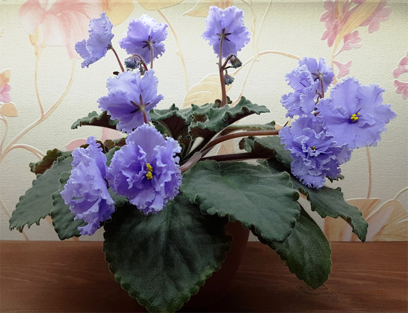 ЛЕ-Эльфийский Сад