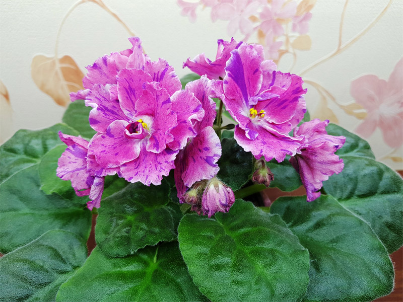 СМ-Полька