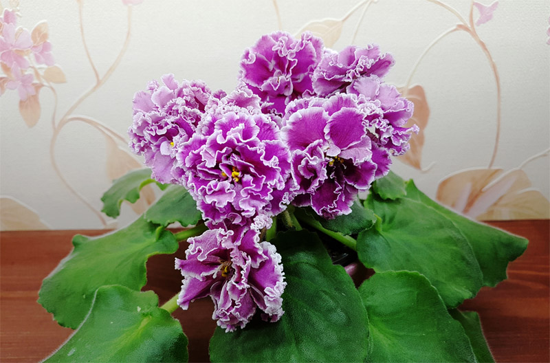 ПТ-Катерина