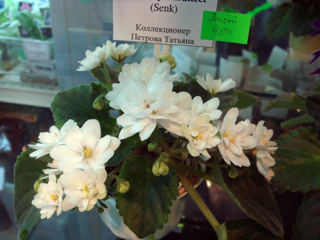 Senk's-Alchemy-Parakeet.jpg