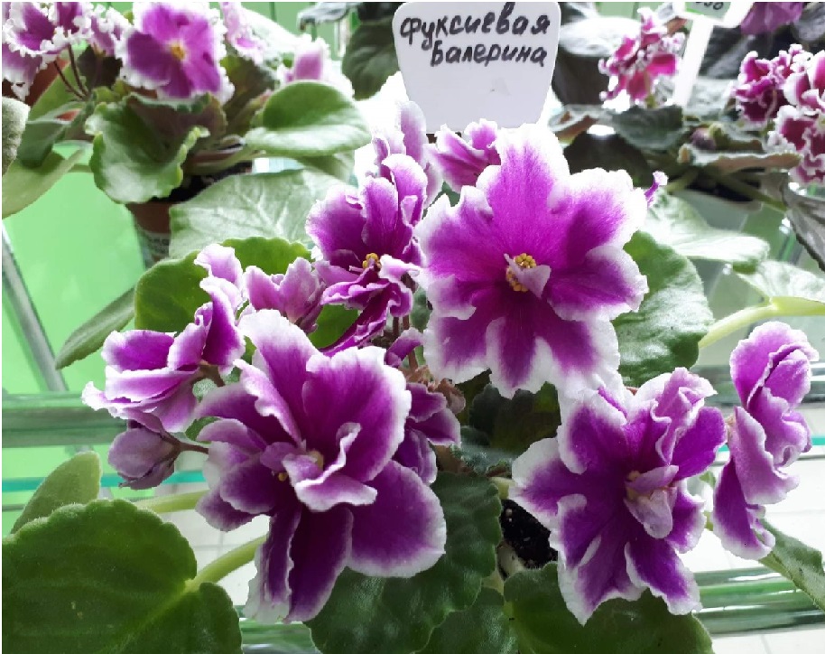 image-2019-12-11-4.jpg