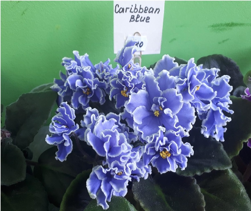 image-2019-12-11-14.jpg
