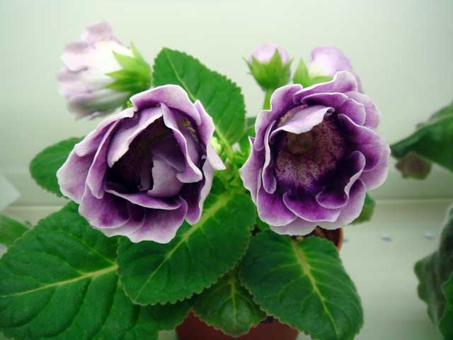 Silvana-Blue.jpg