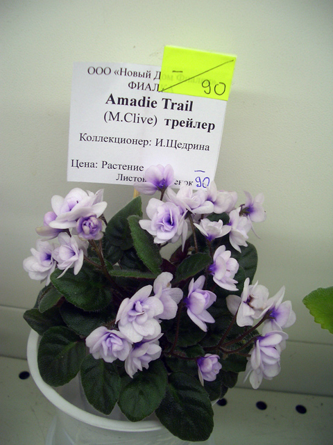 CIMG1650.JPG