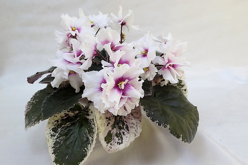 Buckeye My Oh My (P. Hancock), колл.И.Данилина.JPG
