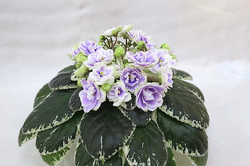 Buckeye Seductress (P. Hancock) , кол.И.Данилина.JPG