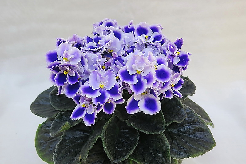 Rhapsodie Cora (Holtkamp), колл.О.Жильчикова.JPG
