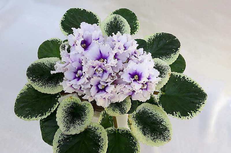 ЛЕ-Жанна (Е.Лебецкая), колл.Л.Галицкая.JPG