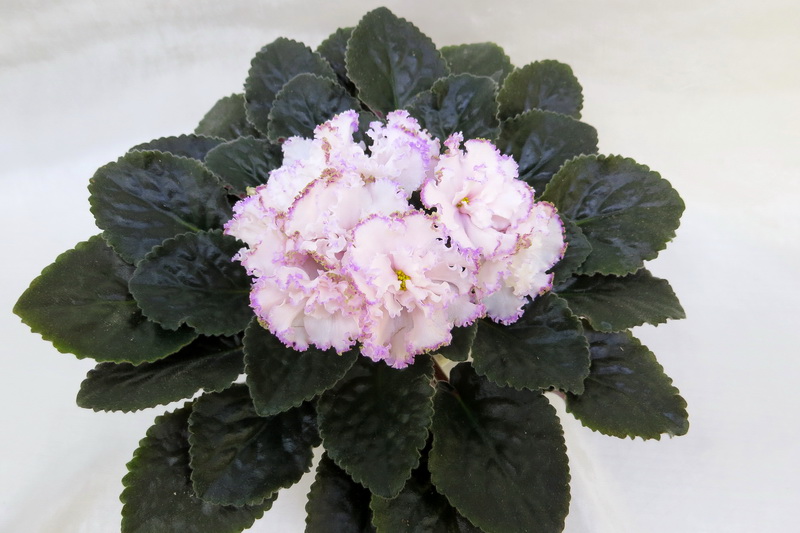 ЛЕ-Вивьен Ли (Е.Лебецкая), колл.М.Тюрина.JPG