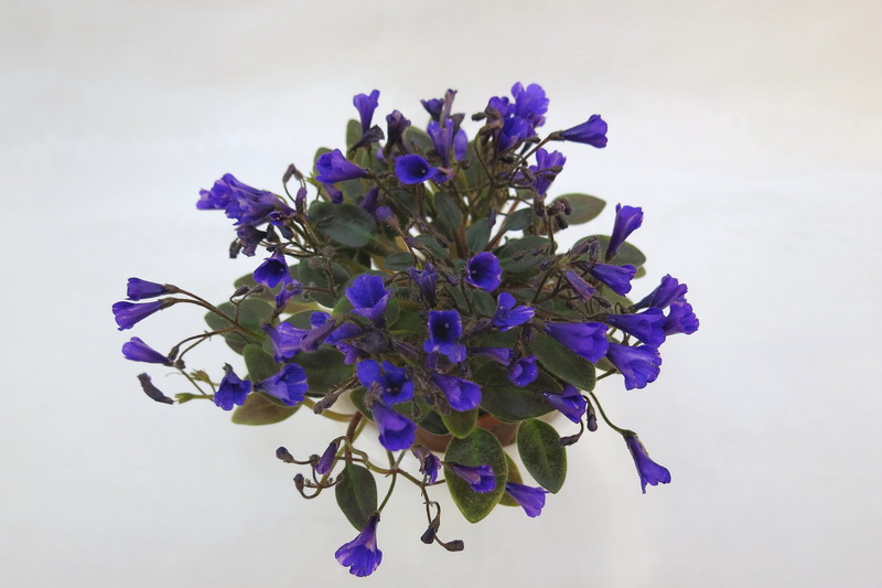 Vallarta Campanas Moradas (G. Beck), колл.Н.Старостенк.JPG